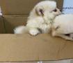 Bakanlıktan yavru k&ouml;peklere y&ouml;nelik ka&ccedil;ak&ccedil;ılık girişimine ge&ccedil;it yok