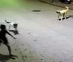 K&ouml;peklerin hedefi olan &ccedil;ocuk, canını elindeki skuterı fırlatarak kurtardı!