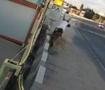 Tekirdağ'da yeni aldığı motoru mezarı oldu: Feci kaza anları kamerada