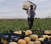 Tarladan direkt vatandaşa sattı: Fiyatı 15 lira ucuzladı!