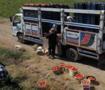 Bitlis'te domates bereketi! Hasat başladı! B&ouml;lgede zirveyi kimseye kaptırmadı!