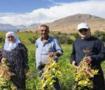 Coğrafi işaretli lezzette hasat başladı! Tarlada kilosu 125 TL