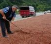 Fındık &uuml;reticisi serbest piyasadan &ccedil;ekilip TMO&rsquo;ya y&ouml;neldi
