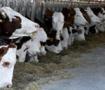 Hayvan varlığı haziran ayında arttı