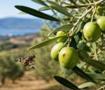 Zeytin &uuml;reticilerine kritik uyarı! Son tarih 20 Ekim!