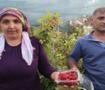 &ldquo;Ben bu işi yaparım&rdquo; dedi, başardı! İl&ccedil;ede ilk kez ektiği meyvenin kilosu 500 lira