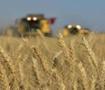 TİGEM 2 bin 906 ton mahsul buğday satacak