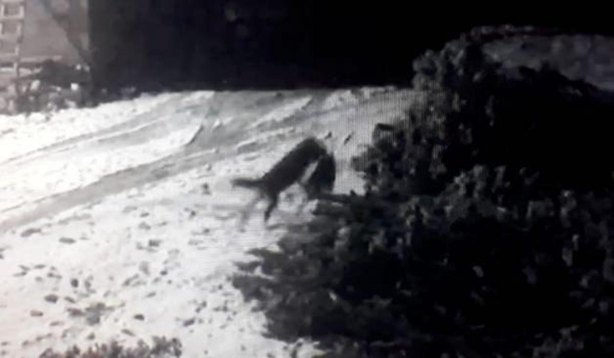 ac kurtlar koye inip kopege saldirdilar video 7