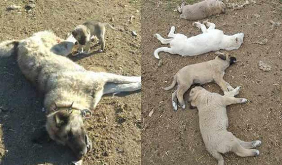 ankara da vahset 22 kopek zehirlenerek olduruldu video 7