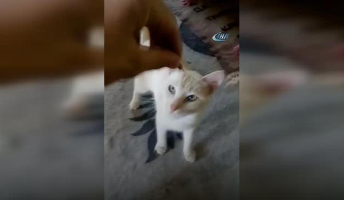 cekirdek citleyen kedi sosyal medyanin gundeminde video 7