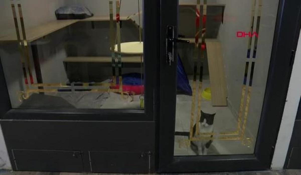 kedi oteli bayramda tamamen doldu video 7