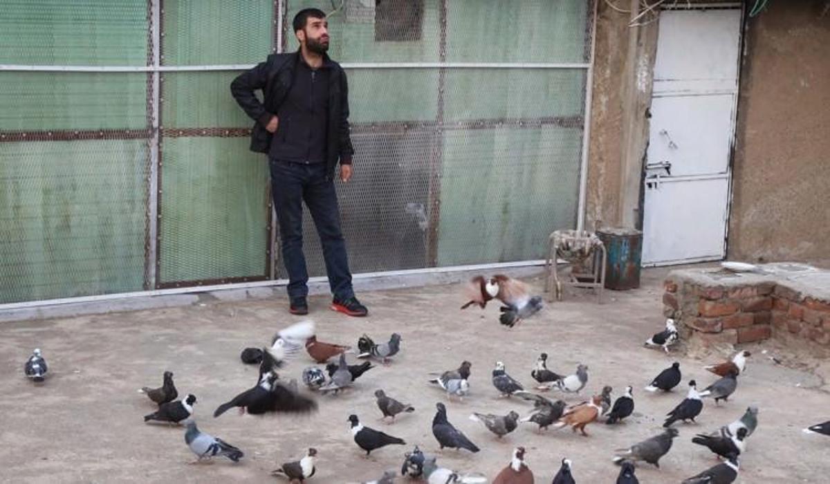 guvercinler araba fiyatina podyuma cikiyor yasam haberleri