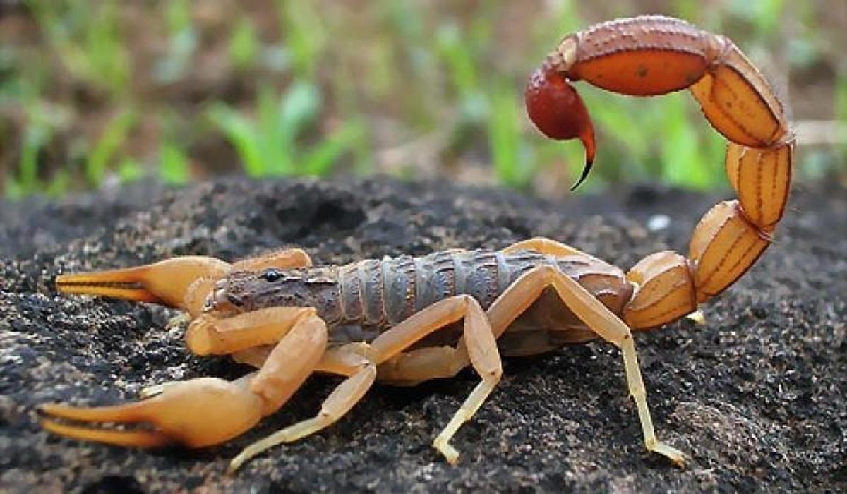 kanser icin 500 akreple yasiyorlar saglik haberleri