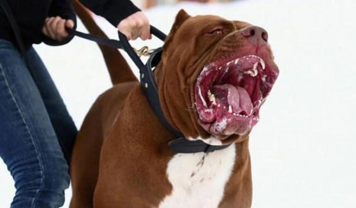 antalya da pitbull dehseti guncel haberleri