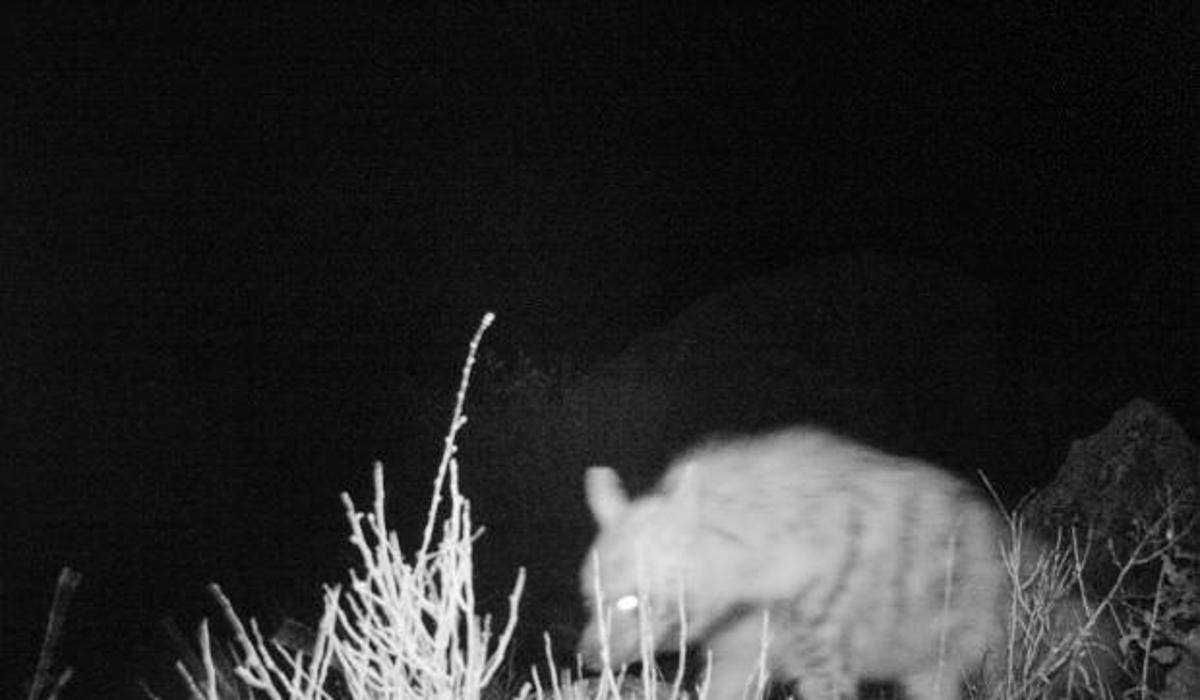 cizgili sirtlan fotokapana takildi guncel haberleri