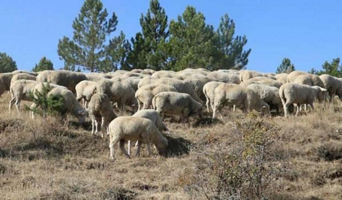 koc gibi koc sivas ta uretiliyor tanesi 28 bin lira ekonomi haberleri