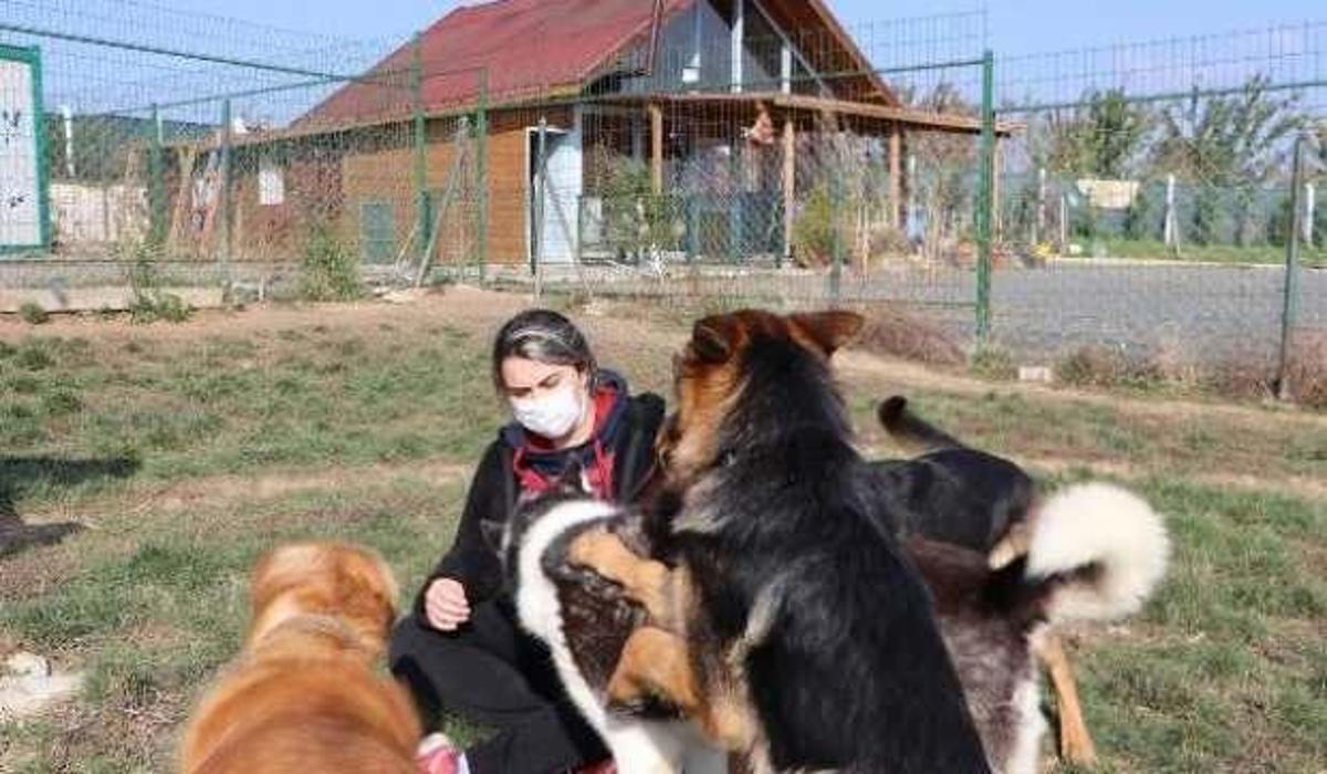 koye yerleserek kopek oteli kurdular guncel haberleri