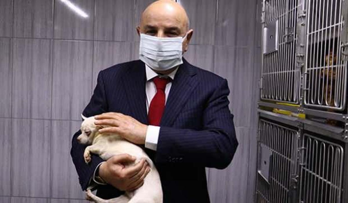 bodrumda bulunan 68 kopek tedaviye alindi guncel haberleri