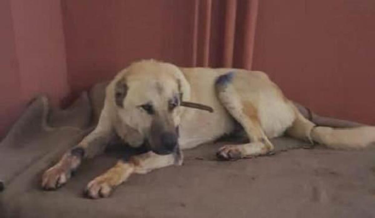 motosiklete bagladigi kopegi iple cekti 4 bin tl ceza yedi guncel haberleri