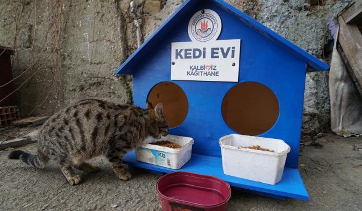 kagithane belediyesi sokak kedilerini unutmadi 300 kedi evi ile kediler soguktan korunuyorlar yasam haberleri