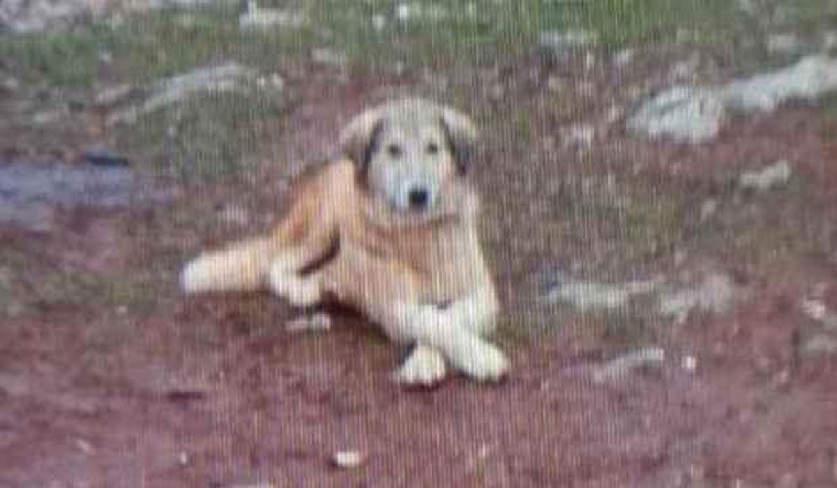 sahibi cok ekmek yiyor diye oldurdu guncel haberleri