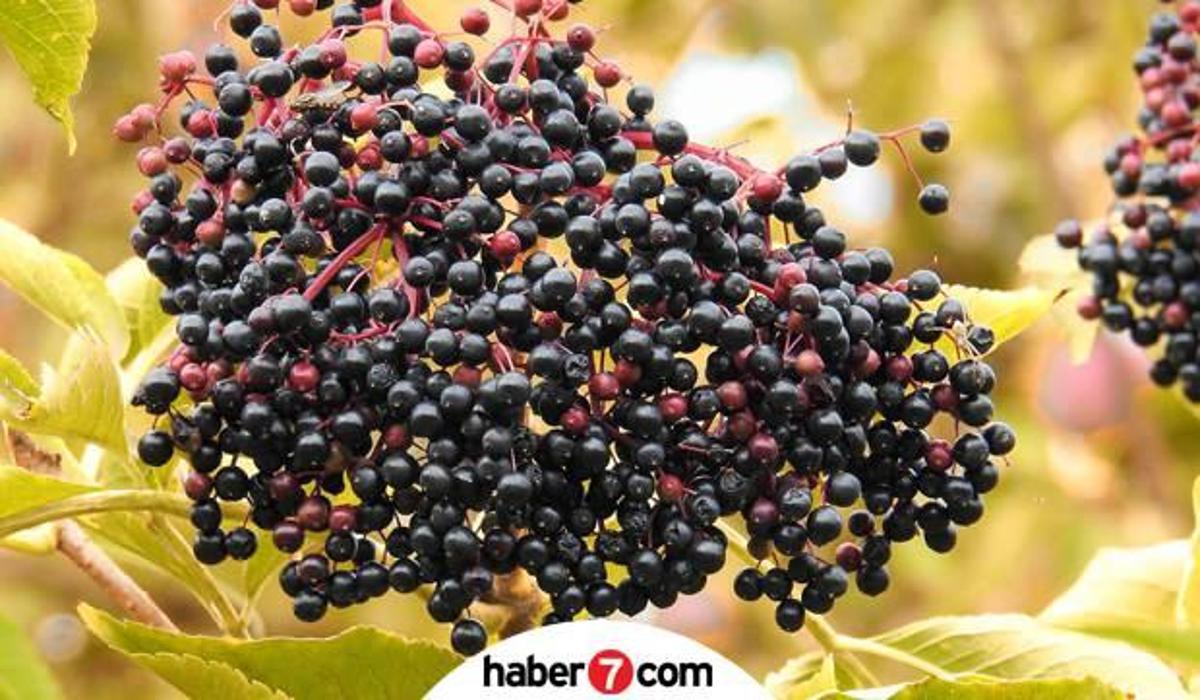 kara murver cayi nasil hazirlanir kara murver bitkisi faydalari nelerdir saglik haberleri