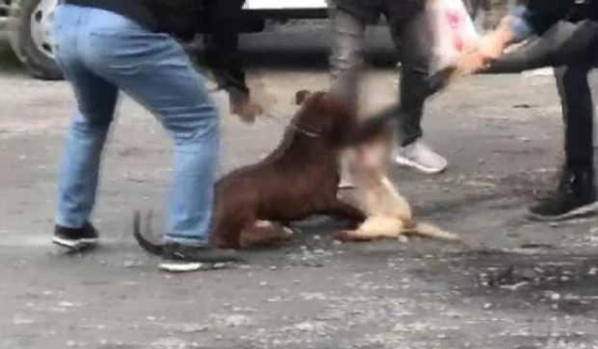 https www haber7 com guncel haber 3070692 sultangazide pitbull vahseti mahalle karisti