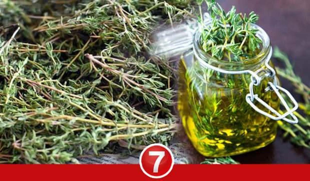 kekik suyunun faydalari nelerdir kekik suyu nasil yapilir kekik suyu zayiflatir mi saglik haberleri