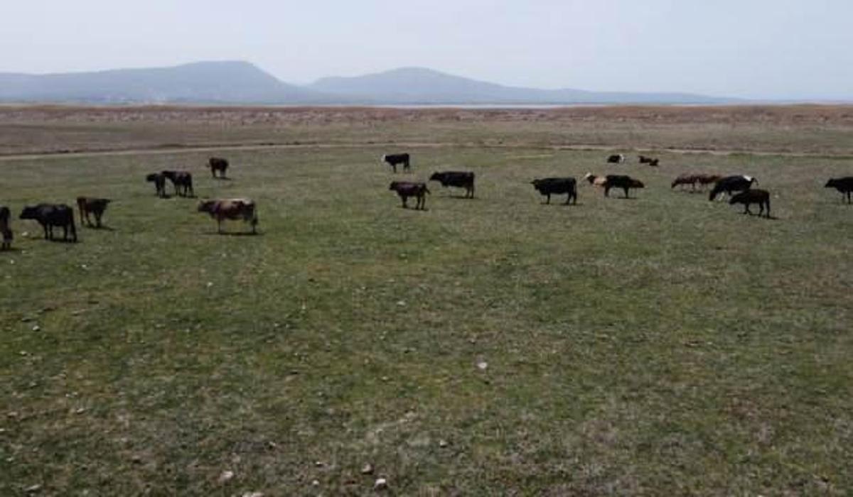 konya haberleri bir zamanlar goldu simdi hayvanlar otluyor 07 mayis 2021
