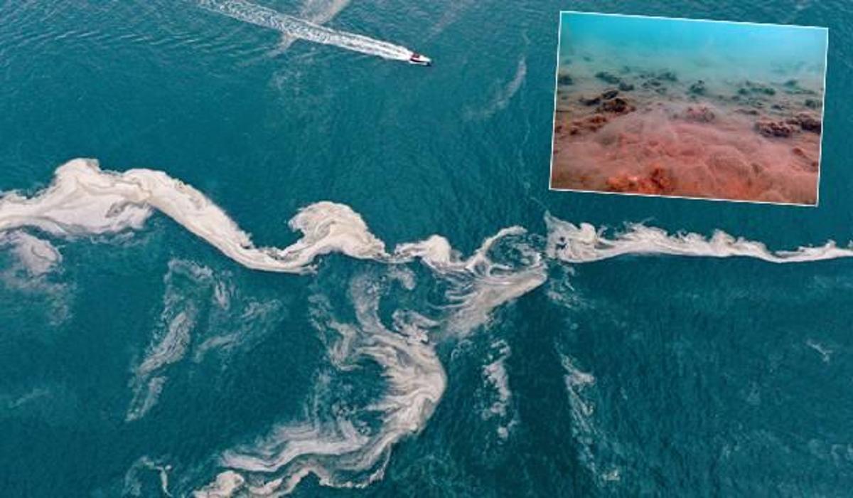 italyanlar musilajin deniz salyasi marmara ya nereden geldigini acikladi dunya haberleri