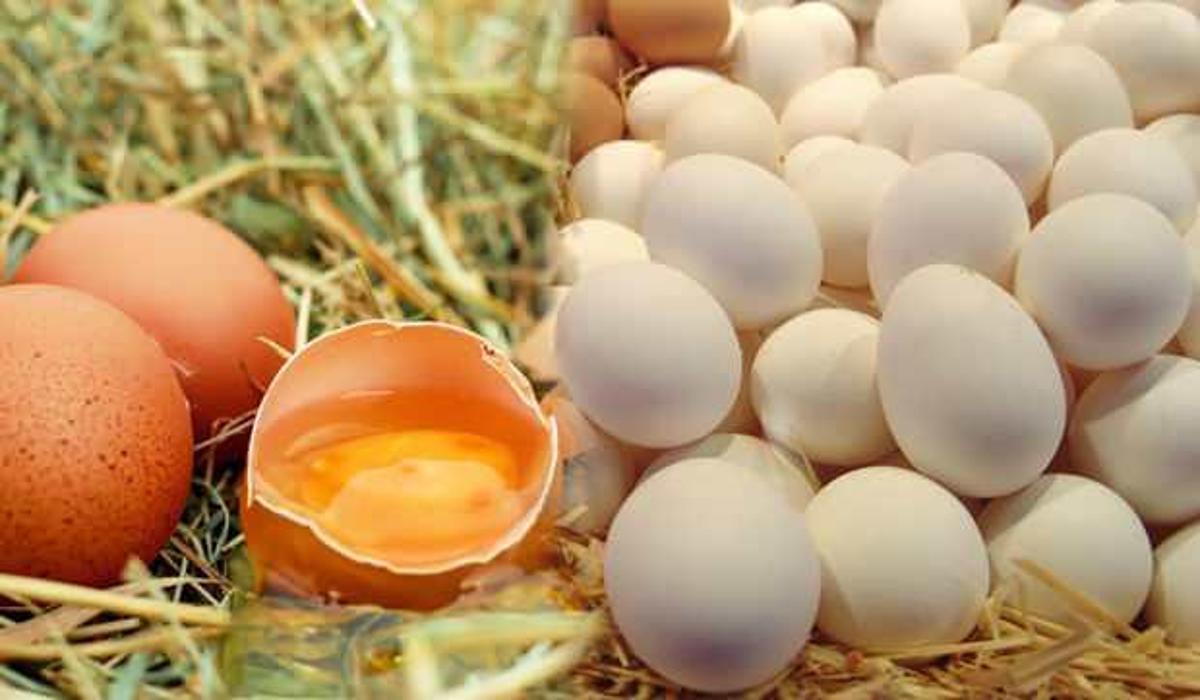 ruyada yumurta toplamak neye isaret eder ruyada yumurta kirmak ne anlama gelmektedir yasam haberleri