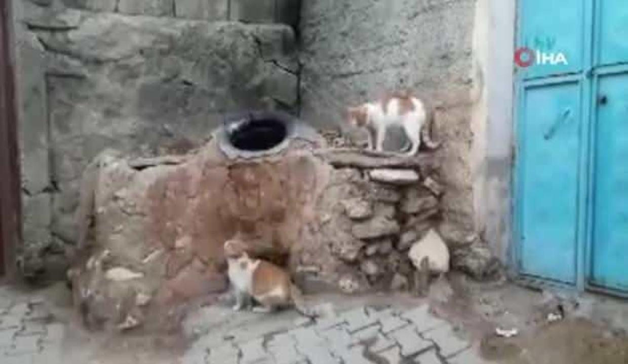 Anne Diyen Kedi Gorenleri Hayretler Icinde Birakti Video 7