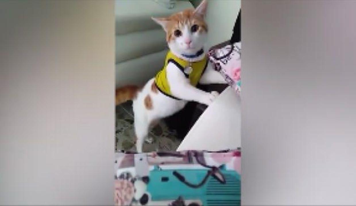 Gol Diye Bagiran Kedi Sosyal Medyaya Damga Vurdu Video 7