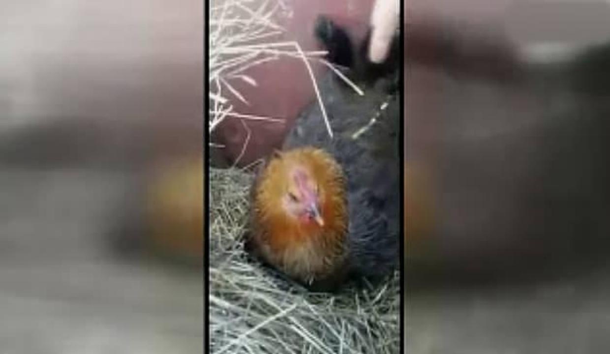 Herkes Civciv Sandi Altindan Cikanlar Video 7 Herkes Civciv Sandi Altindan Cikanlar Video 7