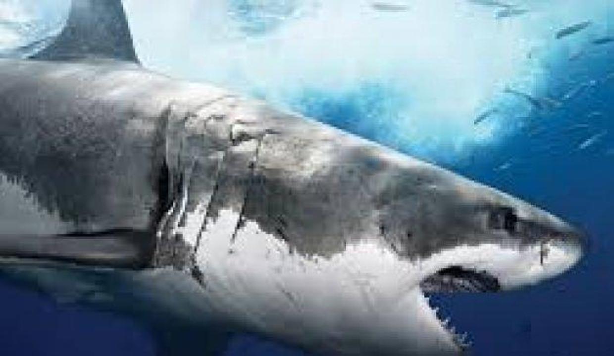 Istanbul Bogazi Nda Dev Kopekbaligi Video 7