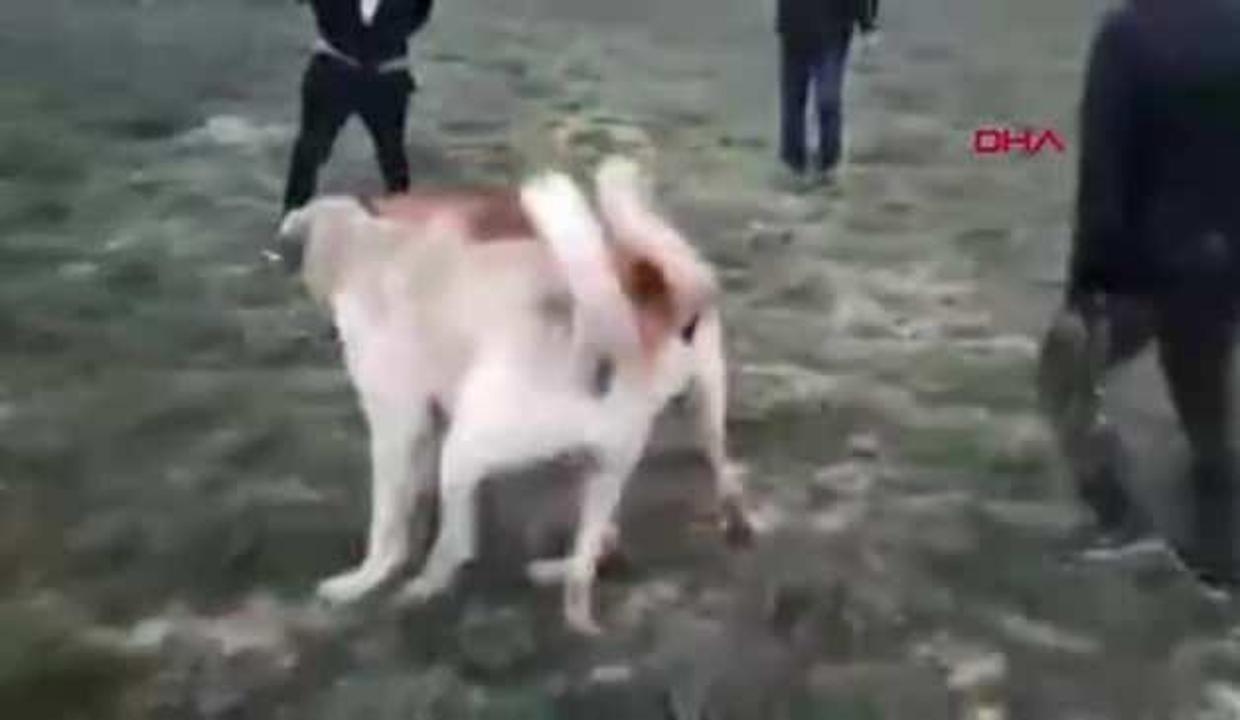 Konya Da Bahisle Kopek Dovusturen 10 Kisi Hakkinda Sorusturma Baslatildi Video 7