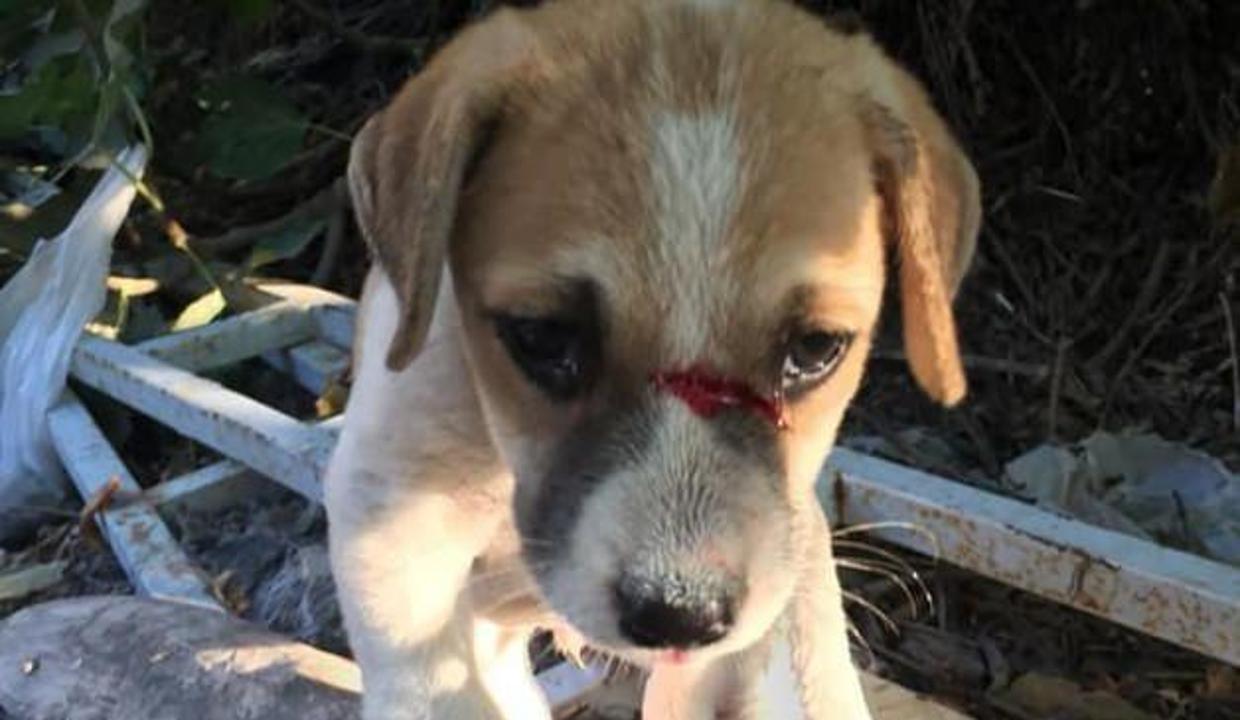 Kusadasi Nda Odunla Kopegi Doverek Taninmaz Hale Getirdi Video 7 Kusadasi Nda Odunla Kopegi Doverek Taninmaz Hale Getirdi Video 7