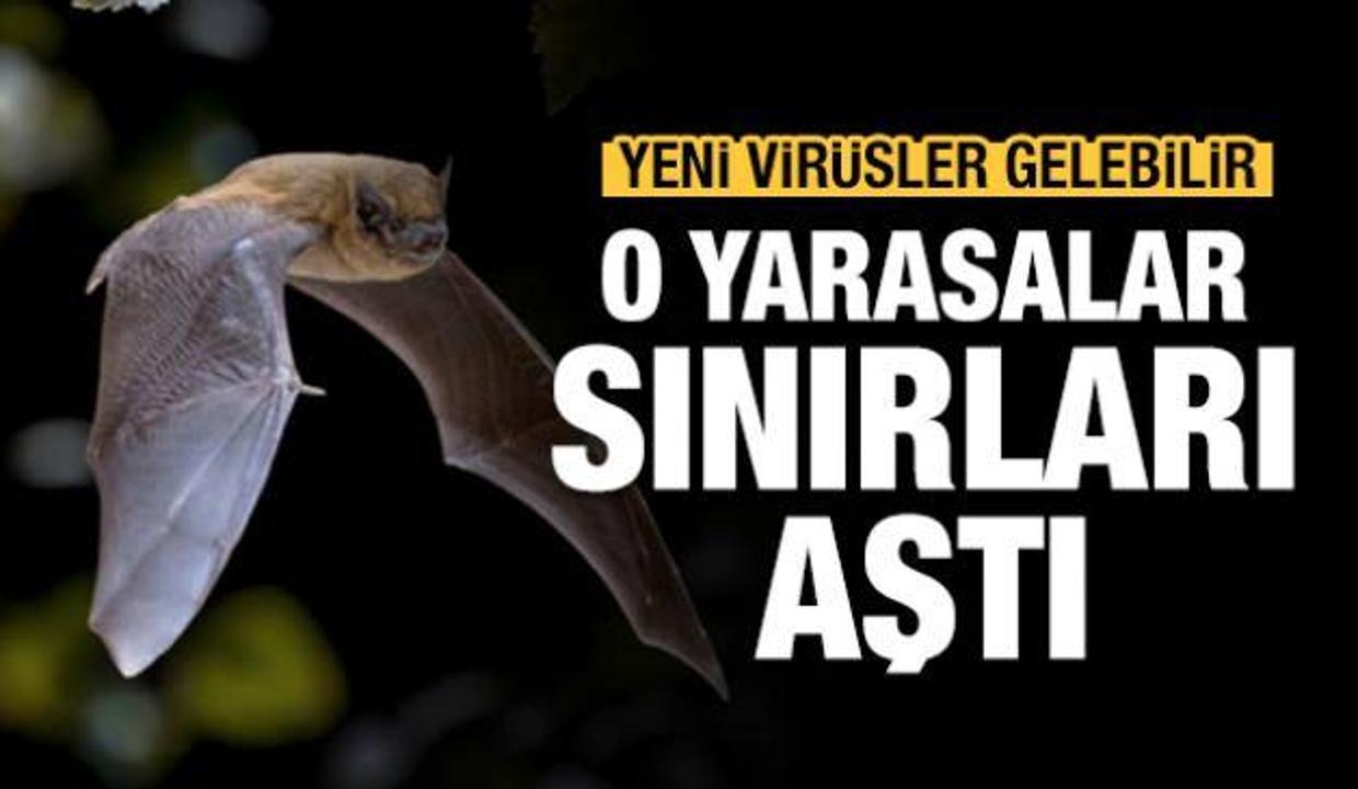 o yarasalar sinirlari asti yeni virusler gelebilir 6 aralik 2020 gunun onemli gelismeleri video 7