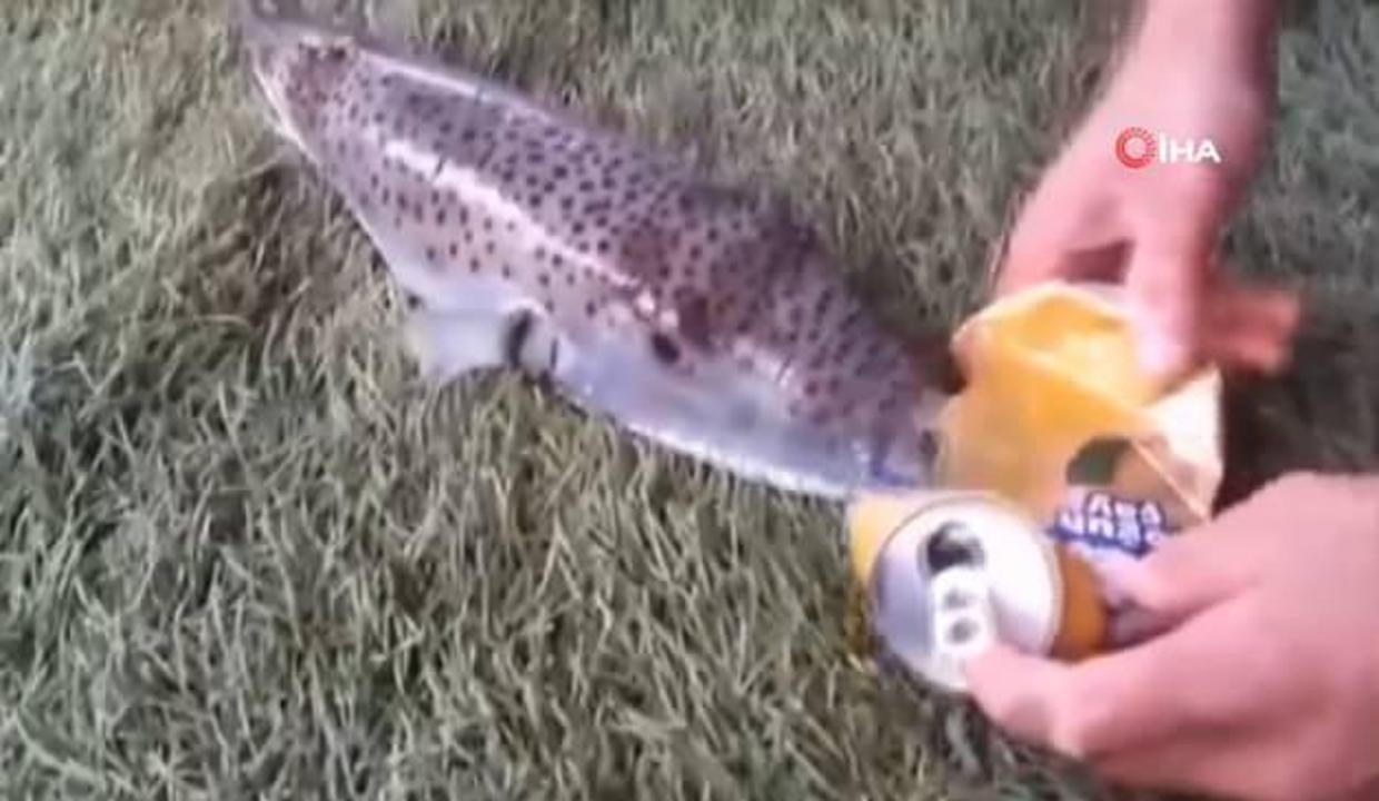 tek disli canavar balon baligi video 7