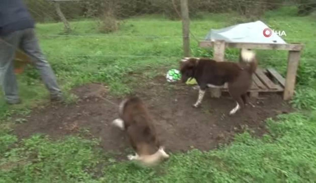 Trabzon Un Zerdava Si Icin 2 Ulke Harekete Gecti Video 7