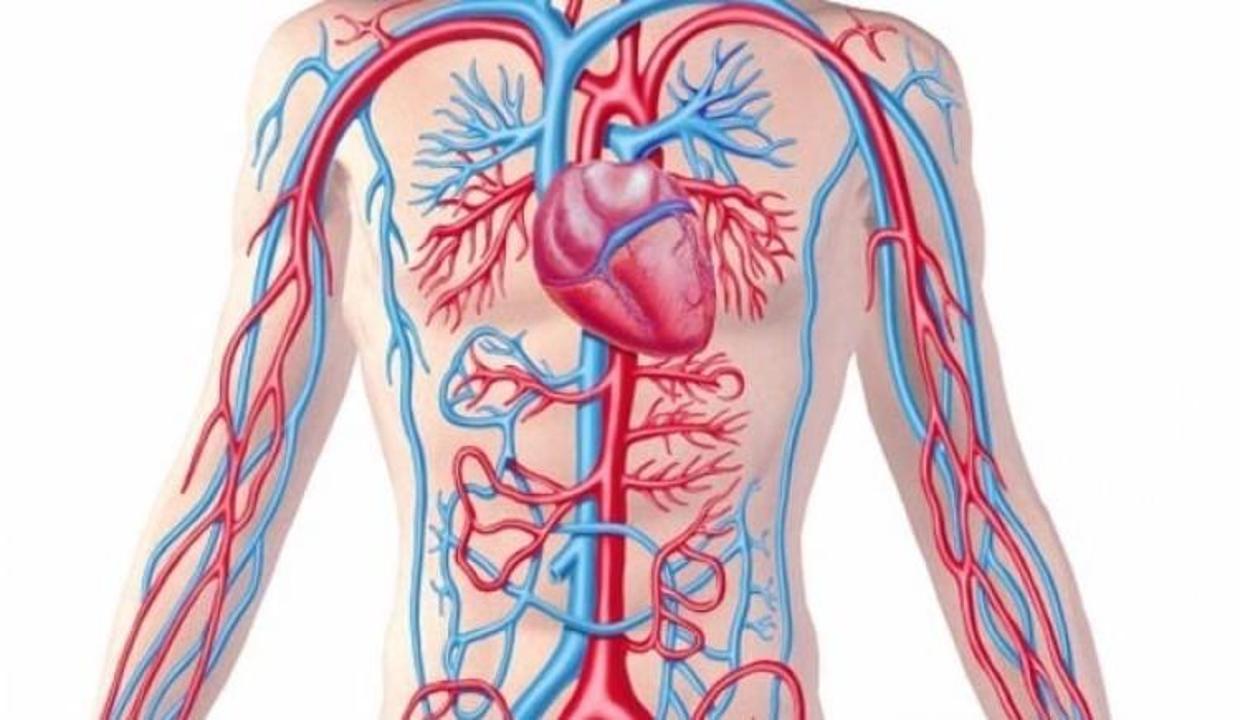 aort damari nedir aort damari oksurunce yirtilir mi saglik haberleri