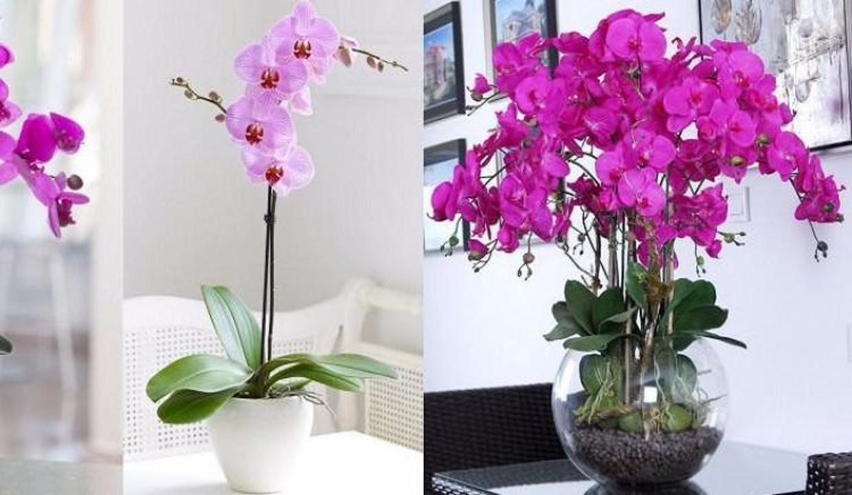 orkidenin bakımı nasıl olmalı