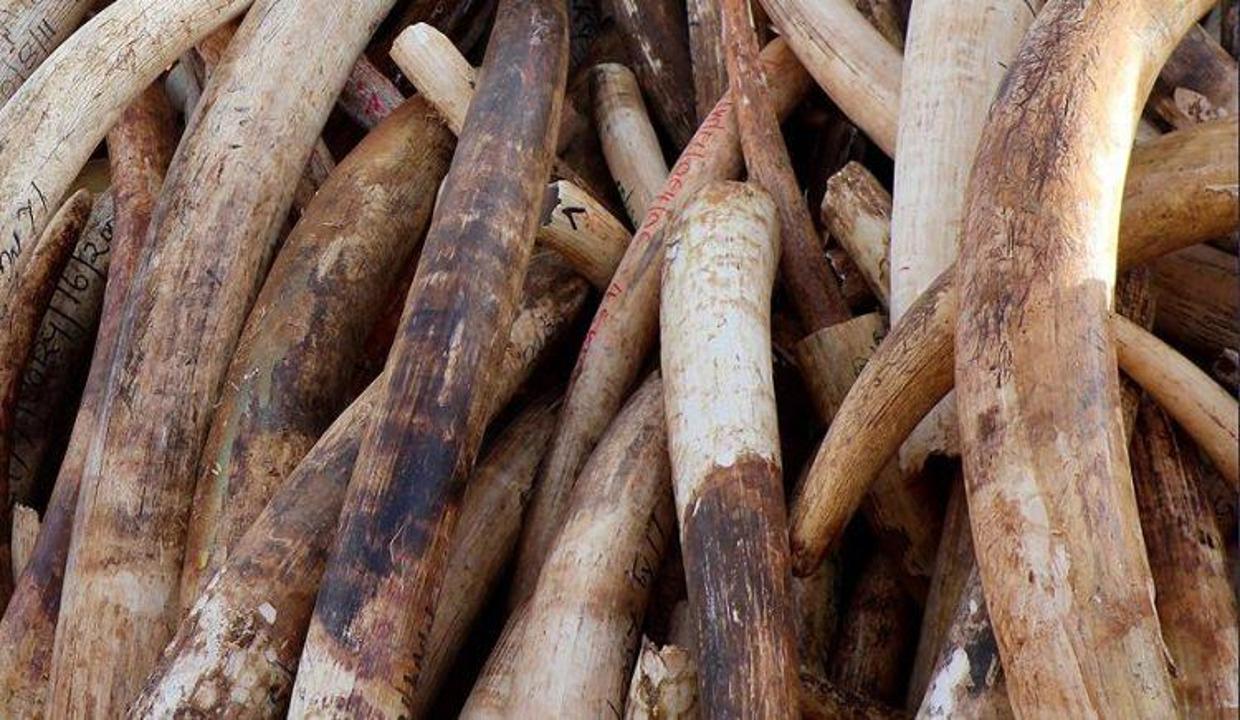 Gümrük şokta! Kaçak 1 ton mamut dişi bulundu...