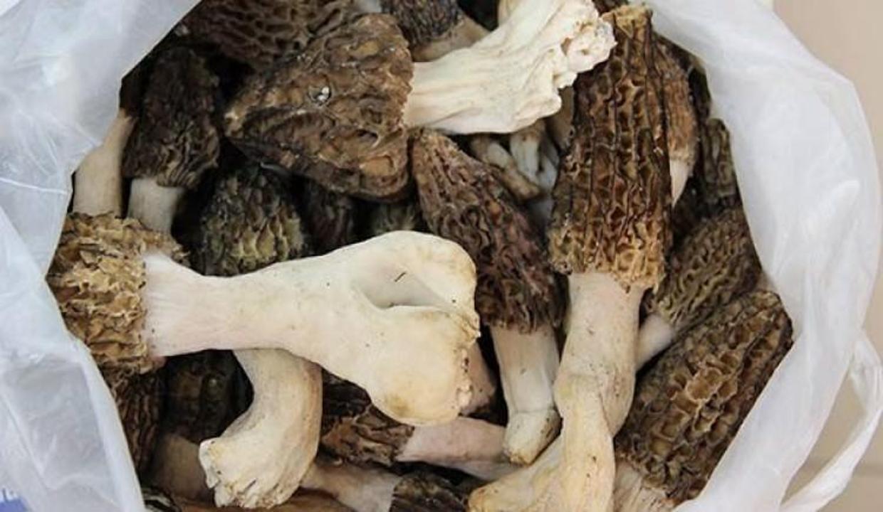 Genç kalmanın sırrı Aydın dağlarında bulundu
