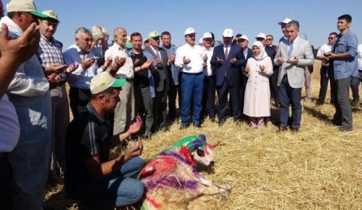 Bakan Çelik, buğday fiyatlarını açıkladı