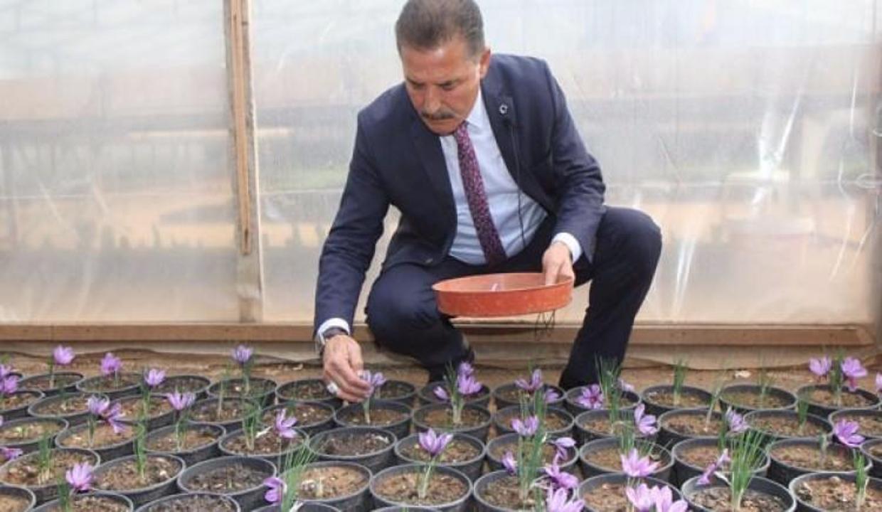 Kilosu 45 bin TL! Dünyanın en pahalı baharatı