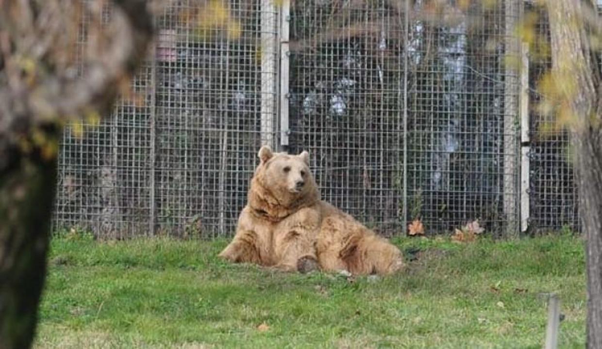 Hava güzel olunca kış uykusunu unuttular!
