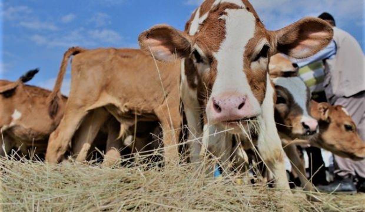 Şarbon hastalığı nedir? Şarbon belirtileri, nasıl bulaşır? Tedavisi...