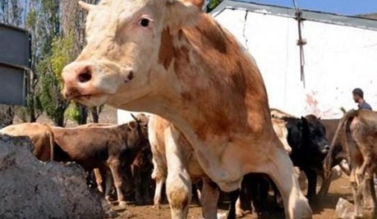 Şarbon spekülasyonları sonrası net açıklama!