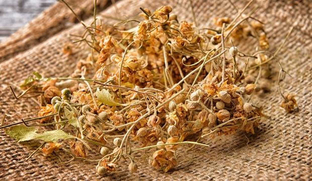Ihlamurun bilinmeyen faydaları: Ihlamur çayı hangi hastalıklara iyi gelir?